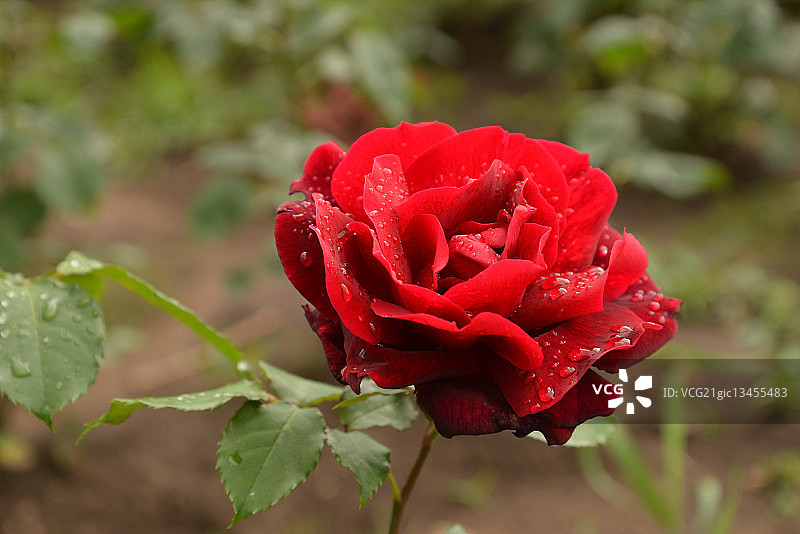 俄罗斯斯塔夫罗波尔边疆区基斯洛沃茨克红色玫瑰特写图片素材