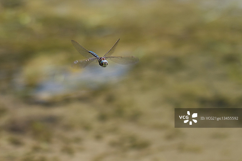 常见大 Hawker 蜻蜓特写图片素材
