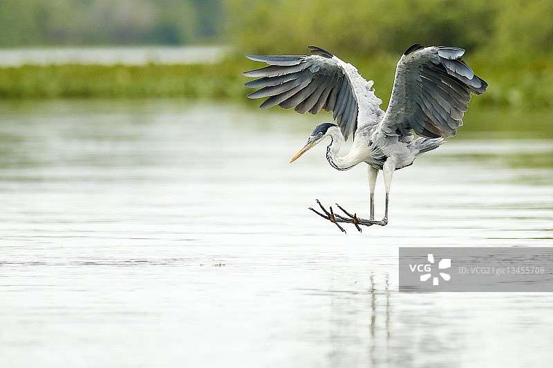 在巴西捕鱼的白颈鹭图片素材