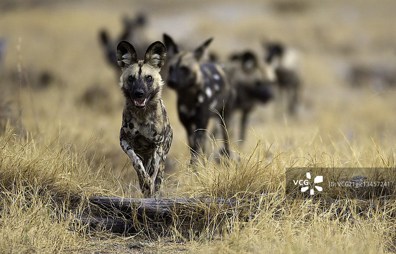 团队领袖图片素材