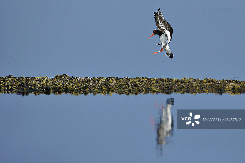 飞行中的欧亚蛎鹬（Haematopus ostralegus），意大利图片素材