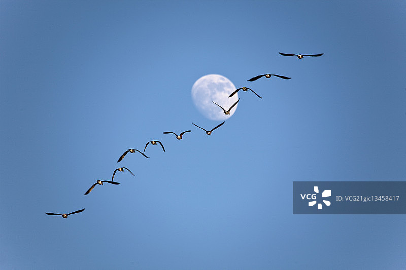 加拿大雁与月亮图片素材