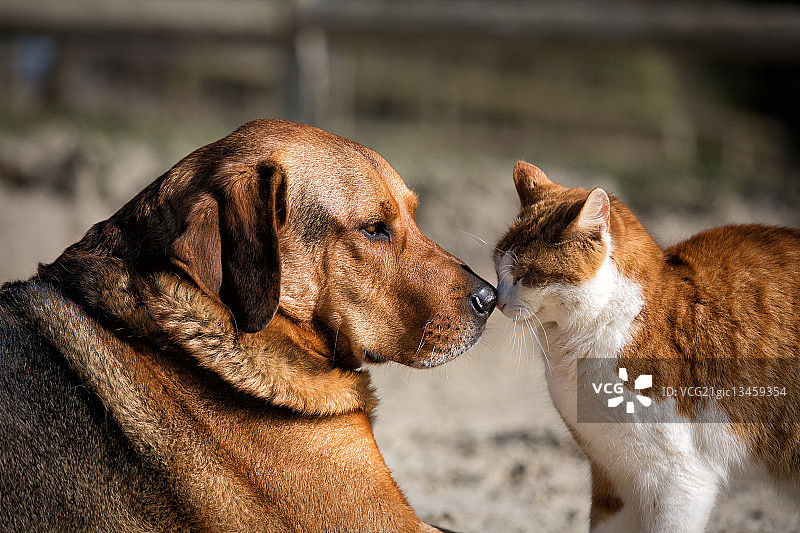 猫和狗鼻子碰鼻子图片素材