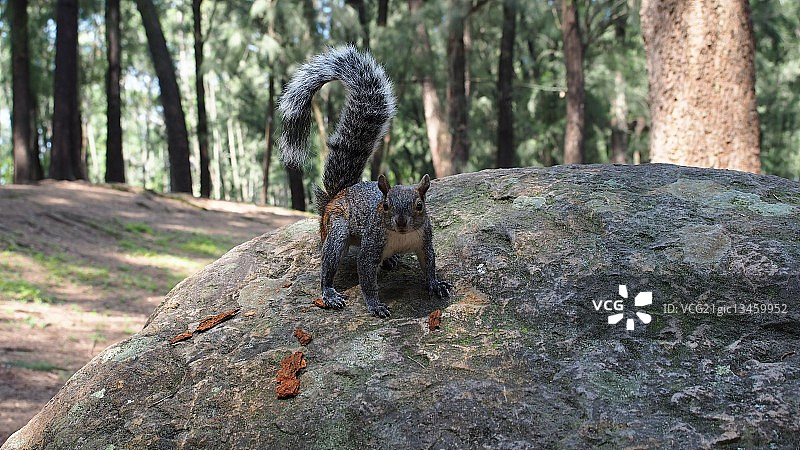 我获得了一个粉丝图片素材