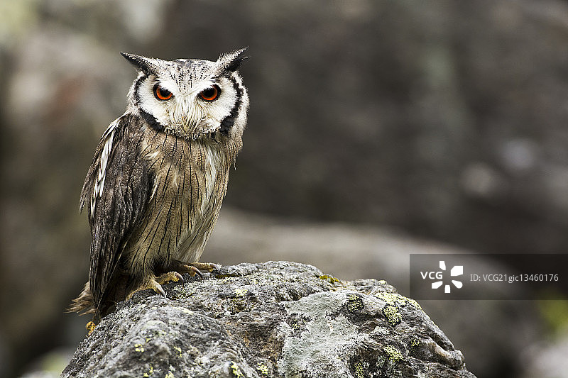 栖息在石头上的北方面白猫头鹰（Ptilopsis leucotis）图片素材