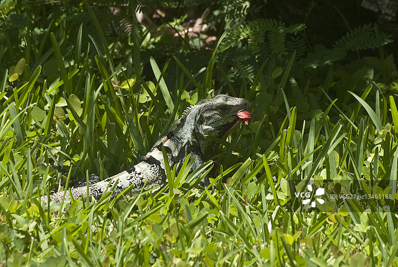 蜥蜴进食图片素材
