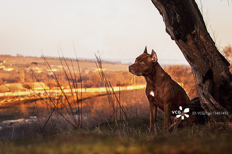 斗牛犬图片素材