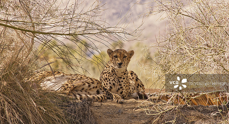 专注的猎豹图片素材