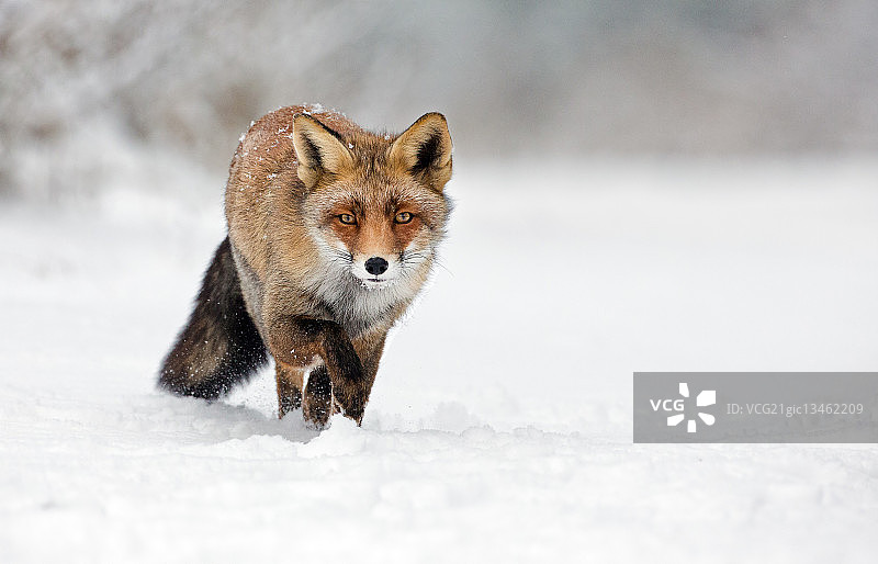一只红狐狸在雪地里行走图片素材