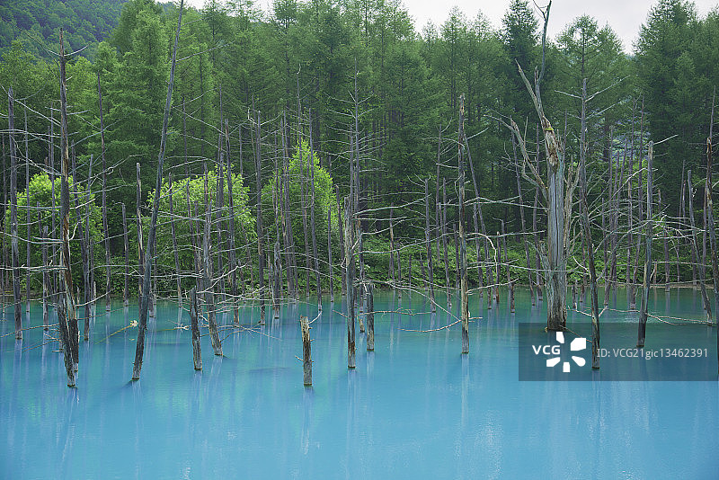 日本北海道美瑛蓝色池塘中的枯树图片素材