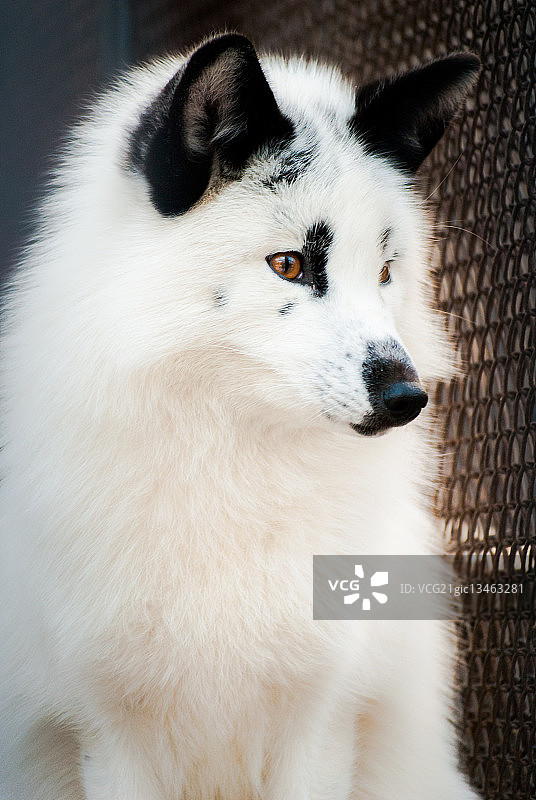 白狐，西伯利亚，俄罗斯图片素材