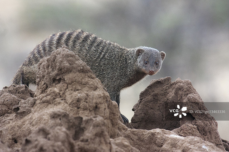 banded 獴图片素材
