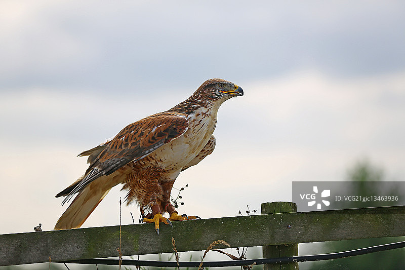 栖息在木栅栏上的棕色铁色鹰图片素材
