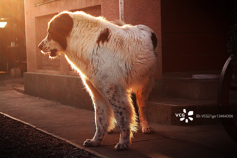 牧羊犬莉露图片素材