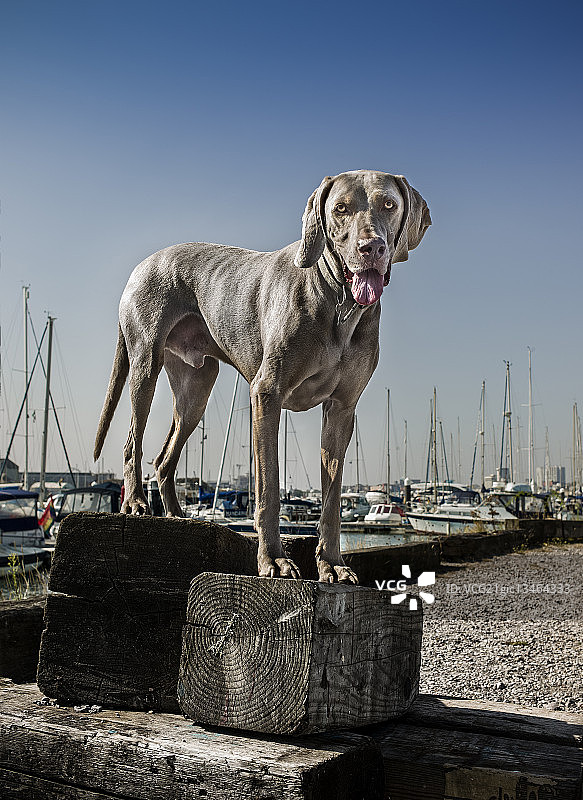神奇狗厄尼图片素材