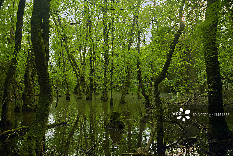 沼泽图片素材