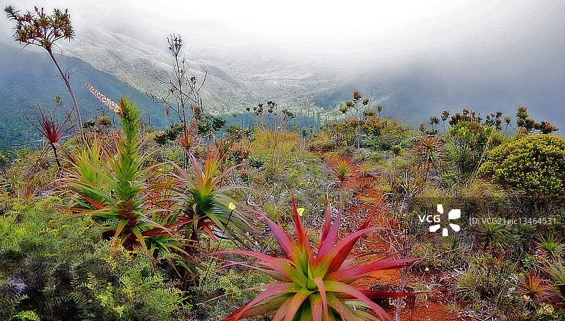 法属新喀里多尼亚的奇异植物图片素材