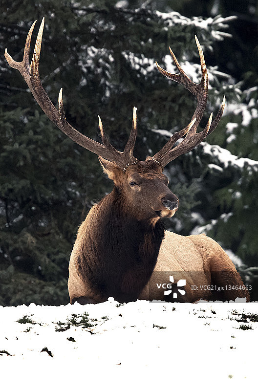 美国华盛顿州西雅图雪地上的麋鹿图片素材