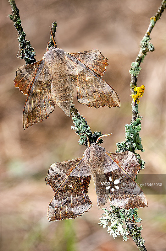 白杨天蛾图片素材