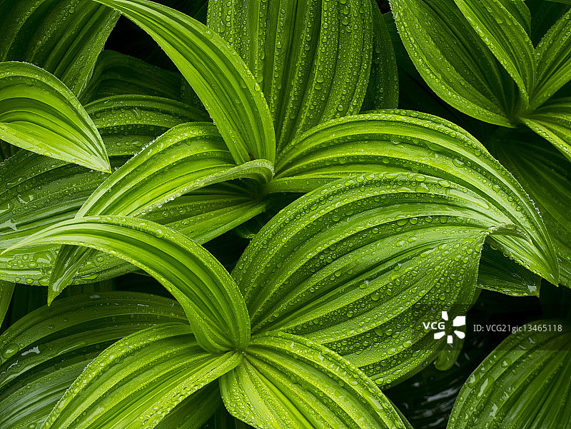 柏树山的Hosta图片素材