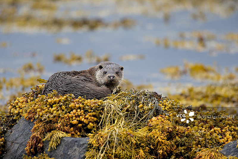 欧亚水獭图片素材