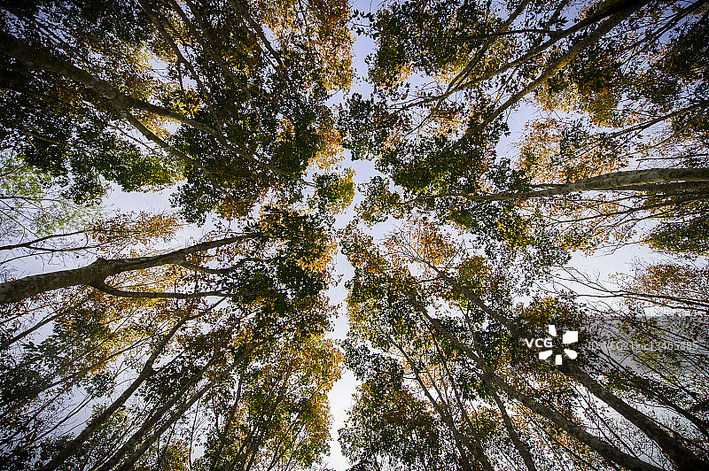 泰国董里府的绿色树木图片素材