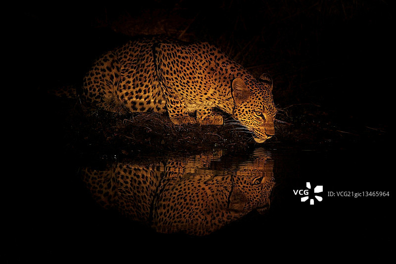 豹纹反光图片素材