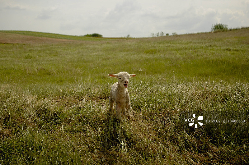 孤独的羔羊在草地上咩咩叫图片素材