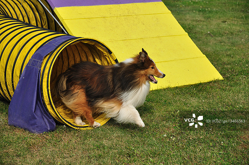 设得兰牧羊犬参加犬敏捷性试验图片素材