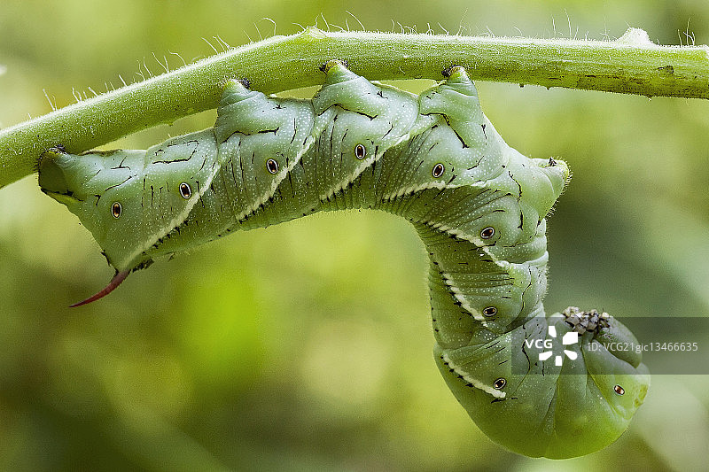 烟草天蛾（Manduca quinquemaculata）幼虫图片素材
