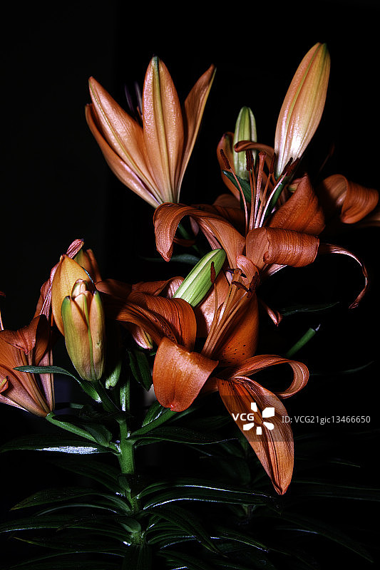 西班牙黑色背景上的棕色百合图片素材