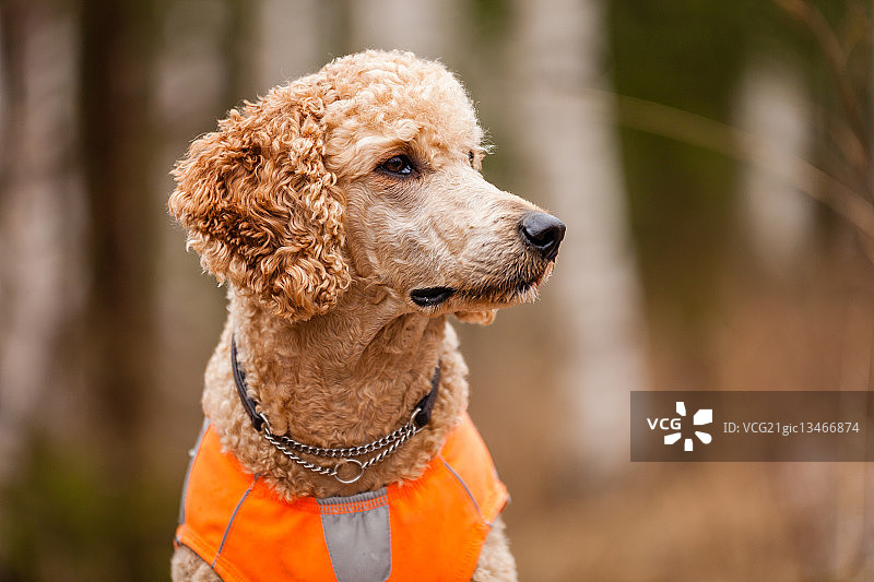 贵宾犬肖像图片素材