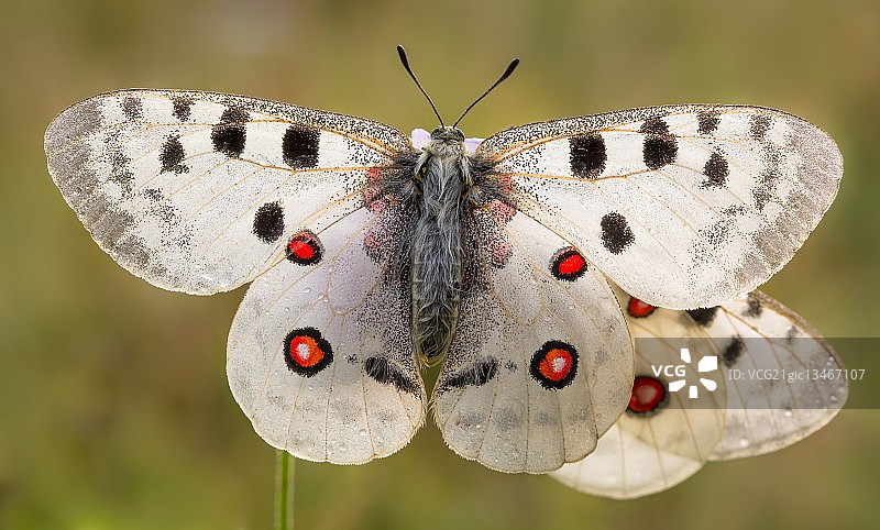 阿波罗绢蝶图片素材