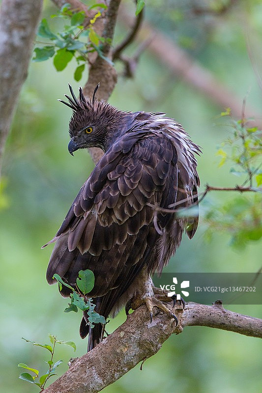 多变的鹰雕图片素材