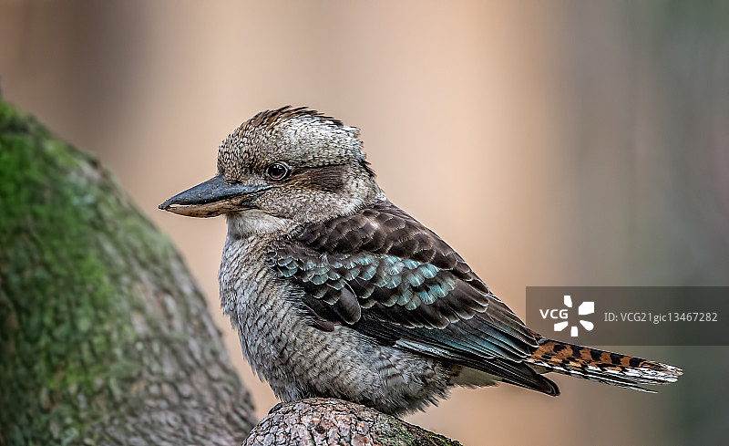 笑翠鸟栖息在树上，澳大利亚西澳大利亚州图片素材