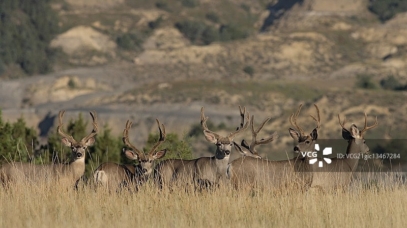黑尾鹿图片素材
