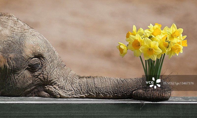 水仙花爱好者图片素材
