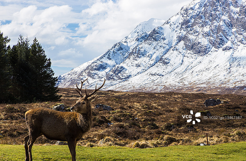 国王之家的雄鹿图片素材