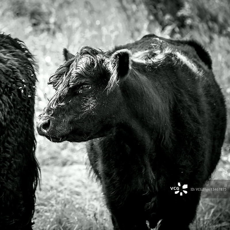 加alloway牛图片素材