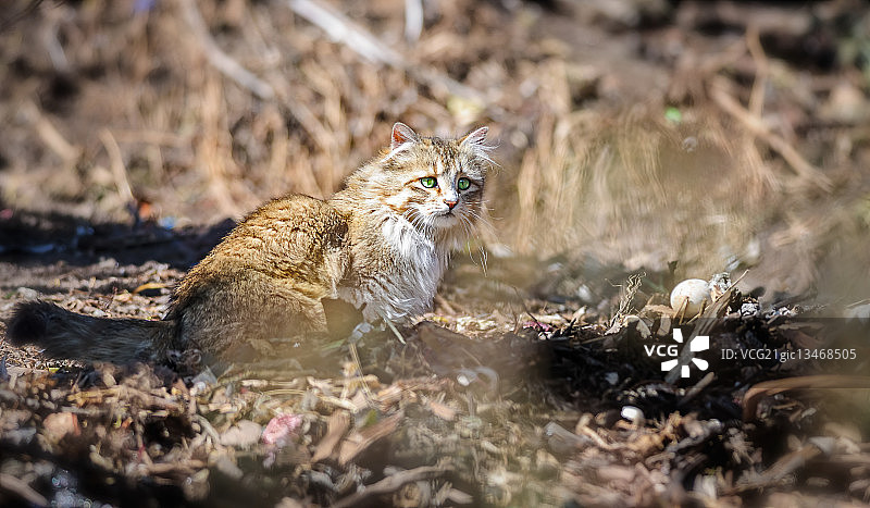 阳光下，猫咪和鸟蛋在巢里取暖图片素材