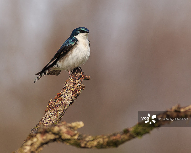 雄性树燕图片素材