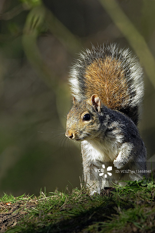 警惕的灰松鼠图片素材