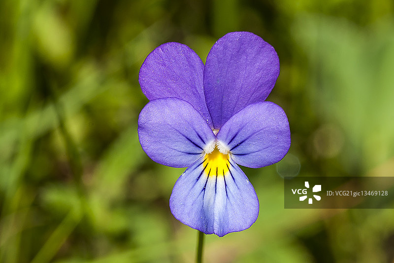 紫色三色堇图片素材