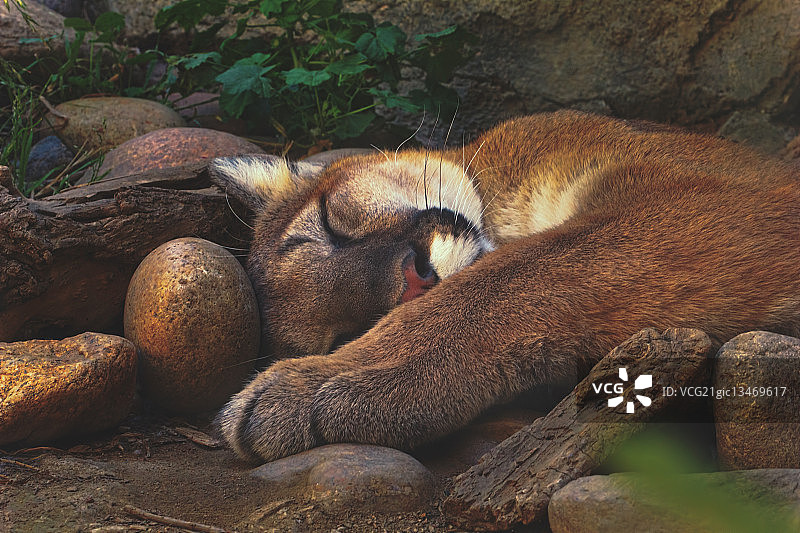 美洲狮在岩石中睡觉图片素材