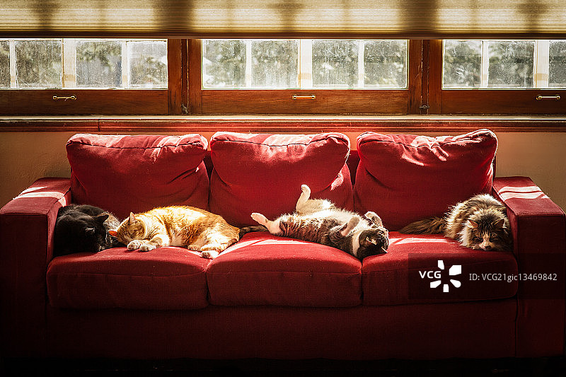 沙发上睡着的四只猫图片素材