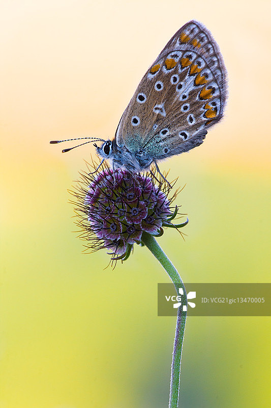 普通灰蝶图片素材