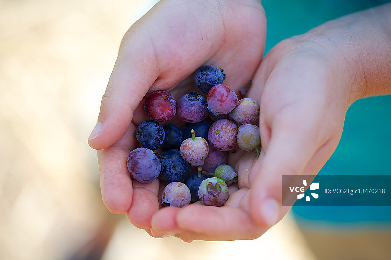 儿童拿着蓝莓，美国加利福尼亚州莫帕克图片素材