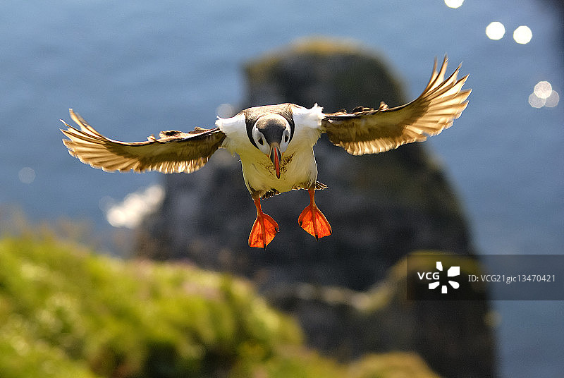 Lunneflyger图片素材