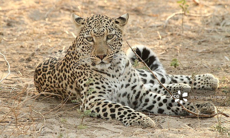 赞比亚豹肖像图片素材