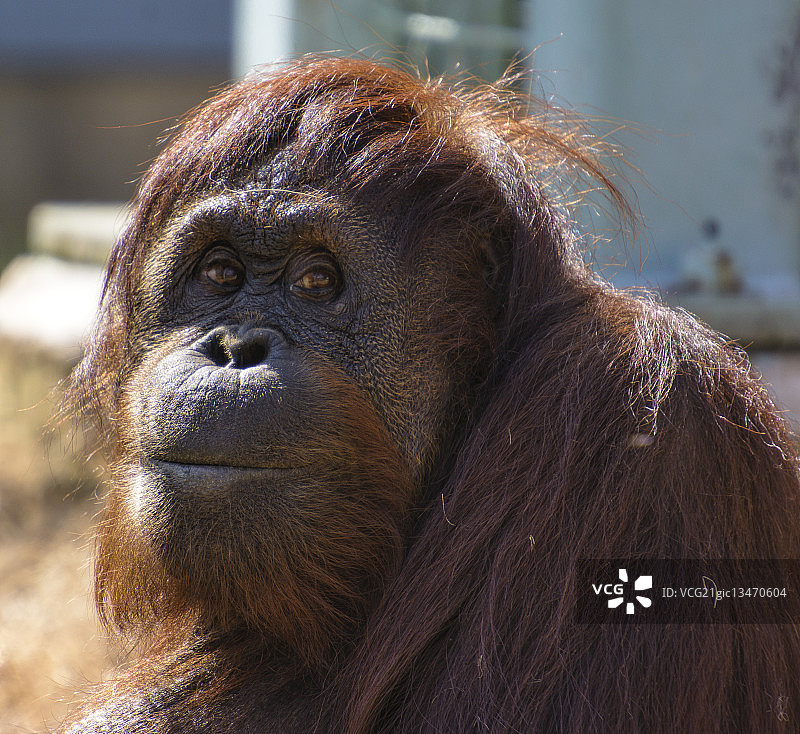美国华盛顿国家动物园的猩猩图片素材